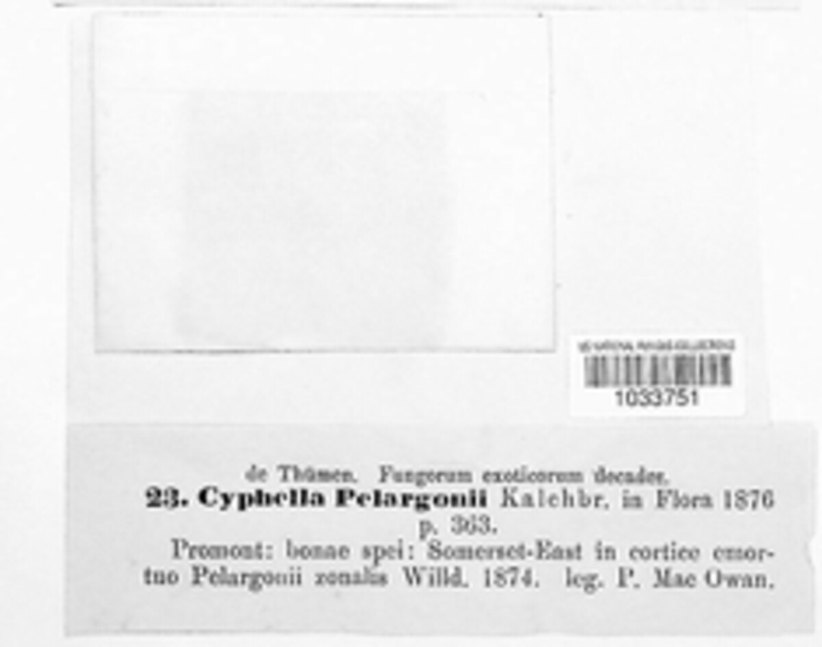 Phaeosolenia pelargonii image